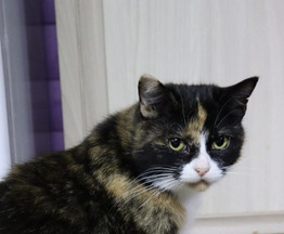 ������� ���� ����� - ���� 1 � ����������