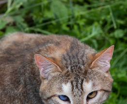 ���� � ������� ���� - ���� 1 � ����������