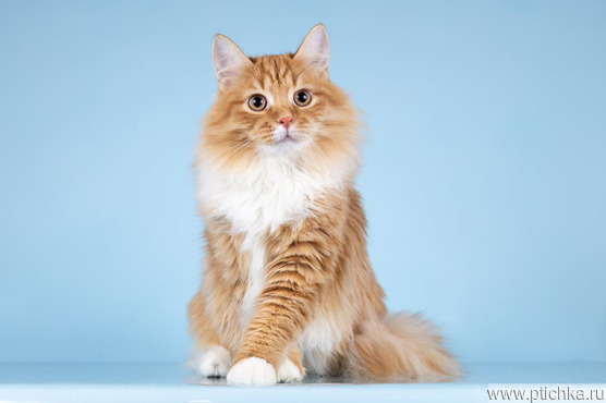 ��� ������ ������� �� ����� ������ ���� ����� ������ ����. - ���� 1 � ����������