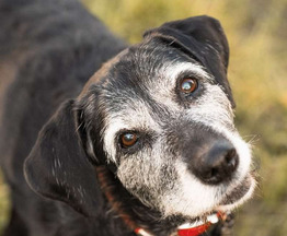 ������ ���� ���������� ������ - ���� 1 � ����������