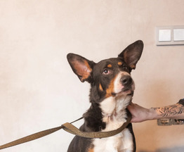 ���������� ���������� ���� ���������� ������ - ���� 1 � ����������