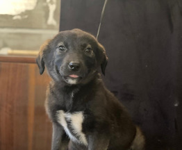 ��� �������������� �������-������� � ��� - ���� 1 � ����������