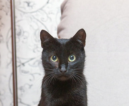 ������������� ������� ����� ���� ���! - ���� 1 � ����������