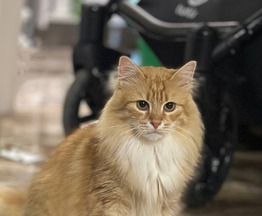 ����������� ����� ������ � ������ ���� - ���� 1 � ����������