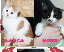 ������ � ������� ��� � ��� - ���� 1 � ����������