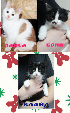 ������ � ������� ��� � ��� - ���� 1 � ����������