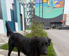 ������ ���� ���������� ������ - ���� 1 � ����������