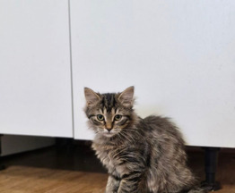 ��������� ������� � ������� ���� - ���� 1 � ����������