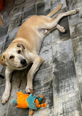 �������� �������� ���� ���������� ������ - ���� 1 � ����������