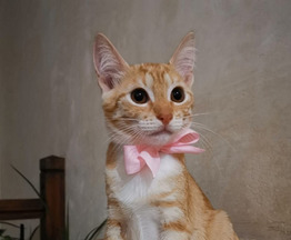 ����������� ����� ����� ���� ���! - ���� 1 � ����������