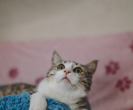 �������  ���� ���������� ������ - ���� 1 � ����������