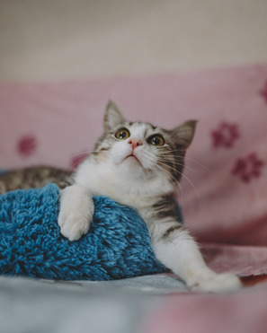 �������  ���� ���������� ������ - ���� 1 � ����������