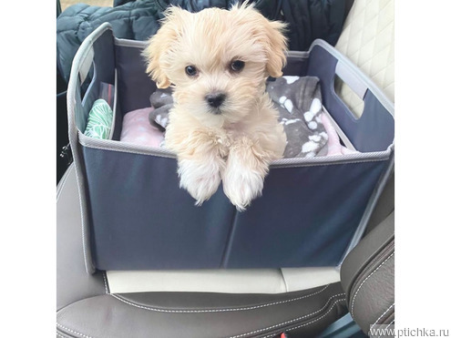 ��������� ������������� ����� (������������� �������� ������) - ����������  � ����������