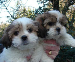 ��������� ������������� ������ - ����������  � ����������