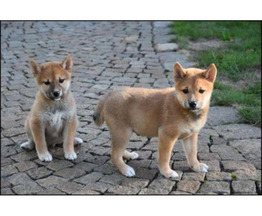 ��������� ����-��� - ����������  � ����������