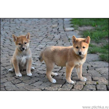 ��������� ����-��� - ����������  � ����������