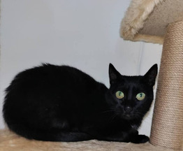 �������� ���� ��� - ���� 1 � ����������