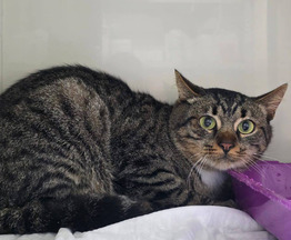 ������ ���� ��� - ���� 1 � ����������