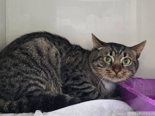 ������ ���� ��� - ���� 1 � ����������