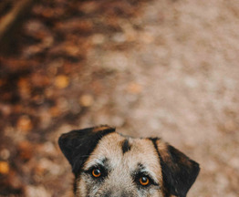 ������ ���� ���������� ������ - ���� 1 � ����������