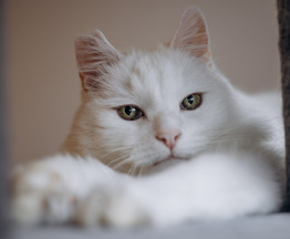 �������� ����� ������� � ��� - ���� 1 � ����������