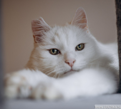 �������� ����� ������� � ��� - ���� 1 � ����������