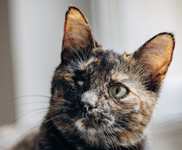 �������� ������� ���� � ������ ���� - ���� 1 � ����������