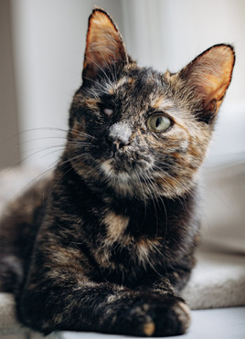 �������� ������� ���� � ������ ���� - ���� 1 � ����������