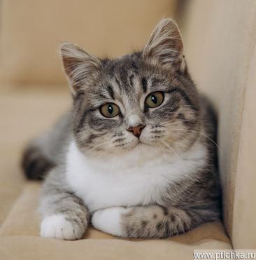 ������� ������ ���� ���������� ������ - ���� 1 � ����������