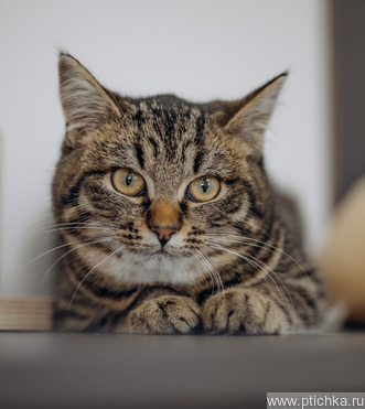 ������ ������� ������ � ��� - ���� 1 � ����������