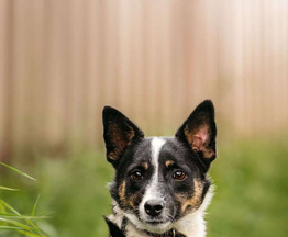 �������� ���� ���������� ������ - ���� 1 � ����������