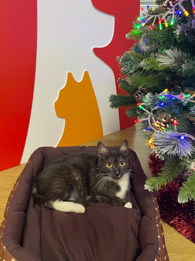 ������� ������� ����� ���� ���������� ������ - ���� 1 � ����������