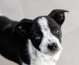 ���� ��������� ������ ���� ���. - ���� 1 � ����������