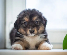 ��������� ����� ���� ��� - ���� 1 � ����������