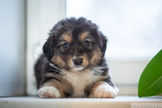 ��������� ����� ���� ��� - ���� 1 � ����������