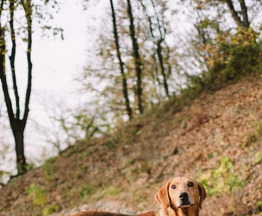 ������ ���� ���������� ������ - ���� 1 � ����������