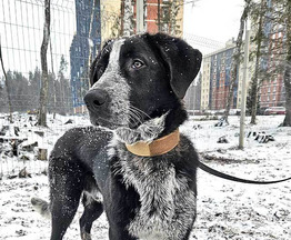 ������ ���� ���������� ������ - ���� 1 � ����������