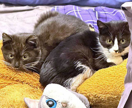 ����� ���� ���������� ������ - ���� 1 � ����������