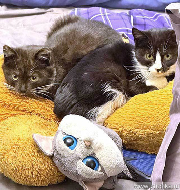 ����� ���� ���������� ������ - ���� 1 � ����������