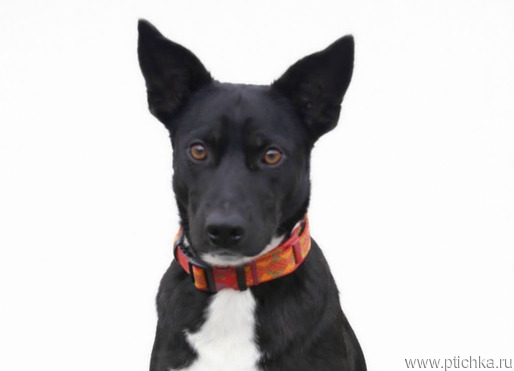 ����� �������� ������-��������� ���� ���! - ���� 1 � ����������