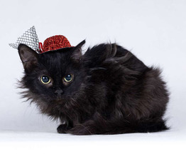 ����� ���� ���� ���������� ������ - ���� 1 � ����������