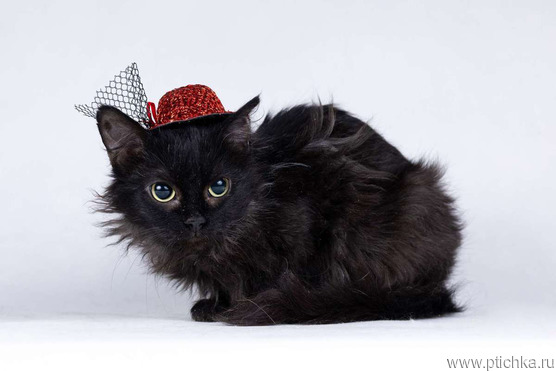 ����� ���� ���� ���������� ������ - ���� 1 � ����������