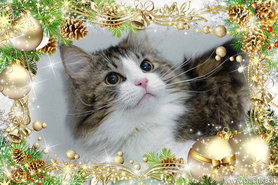 ���-�������� ���� ���������� ������ - ���� 1 � ����������