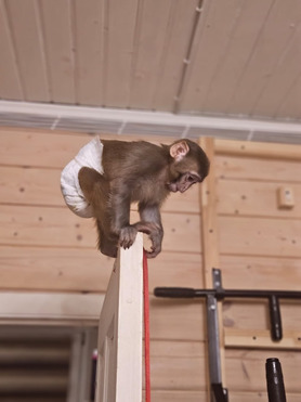 ����� ����� ��������� ������ ����� - ����������  � ����������