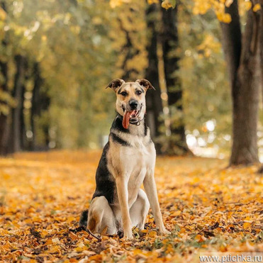 ������ ���� ���������� ������ - ���� 1 � ����������