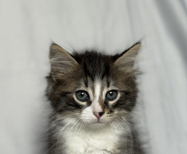Котята ищут дом. - фото 1 к объявлению