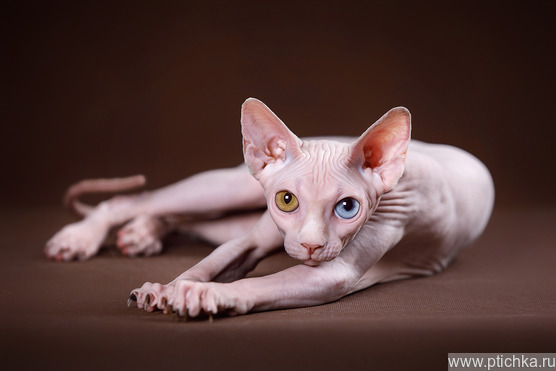 ���������� ������, ����, �������, ������ - ���� 1 � ����������