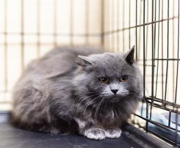 �������� ��������� �������� � ������ ����. - ���� 1 � ����������