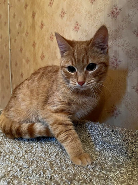 ��������� ���� ���� ����� - ���� 1 � ����������