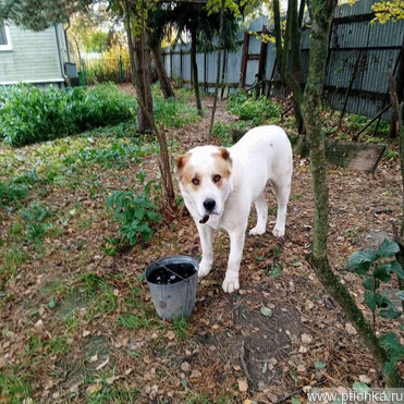 ��������������� ������� ���� ���������� ������ - ���� 1 � ����������